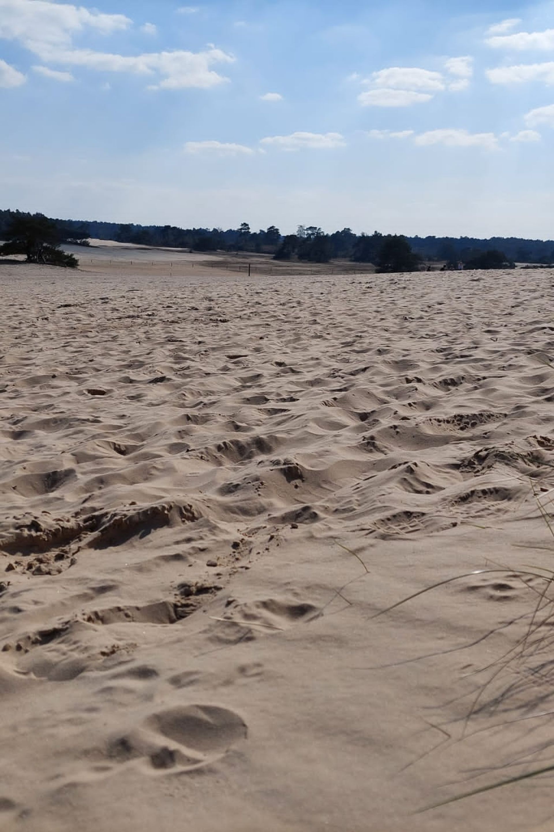 3 mensen op mountainbikes, fietsend op een pad over de heide op de Veluwe met bomen in de verte