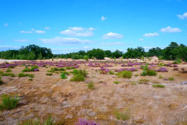 paarse heid in omgeving Nunspeet